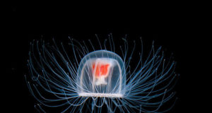 I 10 animali più longevi al mondo Medusa immortale