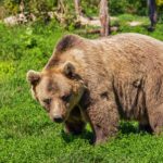 Orso