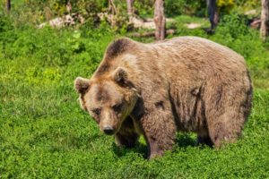 Orso
