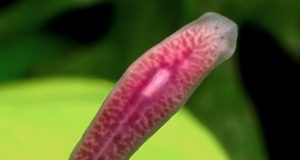 Platelminti Platelminti