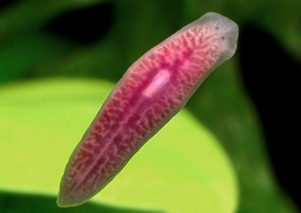 Platelminti