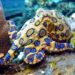 Polpo dagli anelli blu