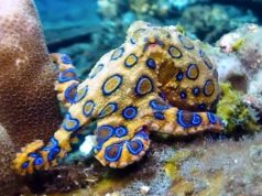 Gli animali marini più pericolosi al mondo Polpo dagli anelli blu