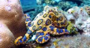 Gli animali marini più pericolosi al mondo Polpo dagli anelli blu
