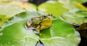 Cosa mangia la rana? Rana