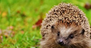 Gli animali insettivori Riccio