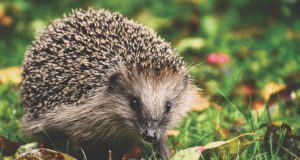 Cosa mangia il riccio? Riccio