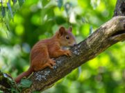 Cosa mangia lo scoiattolo? Scoiattolo