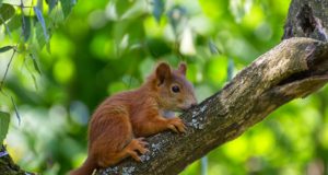 Cosa mangia lo scoiattolo? Scoiattolo
