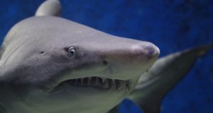 I pesci marini più grandi del mondo Squalo