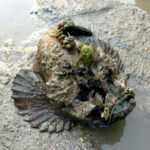 Synanceia horrida