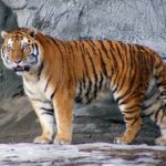 Tigre siberiana