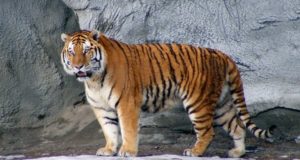 I mammiferi più grandi Tigre siberiana