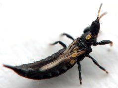 Tisanotteri Tisanotteri