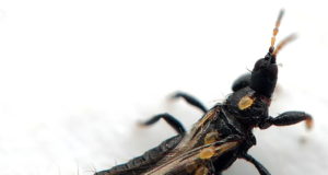 Tisanotteri Tisanotteri