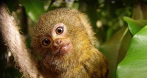I mammiferi più piccoli Titi pigmeo