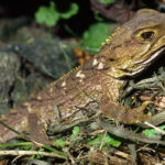 Tuatara