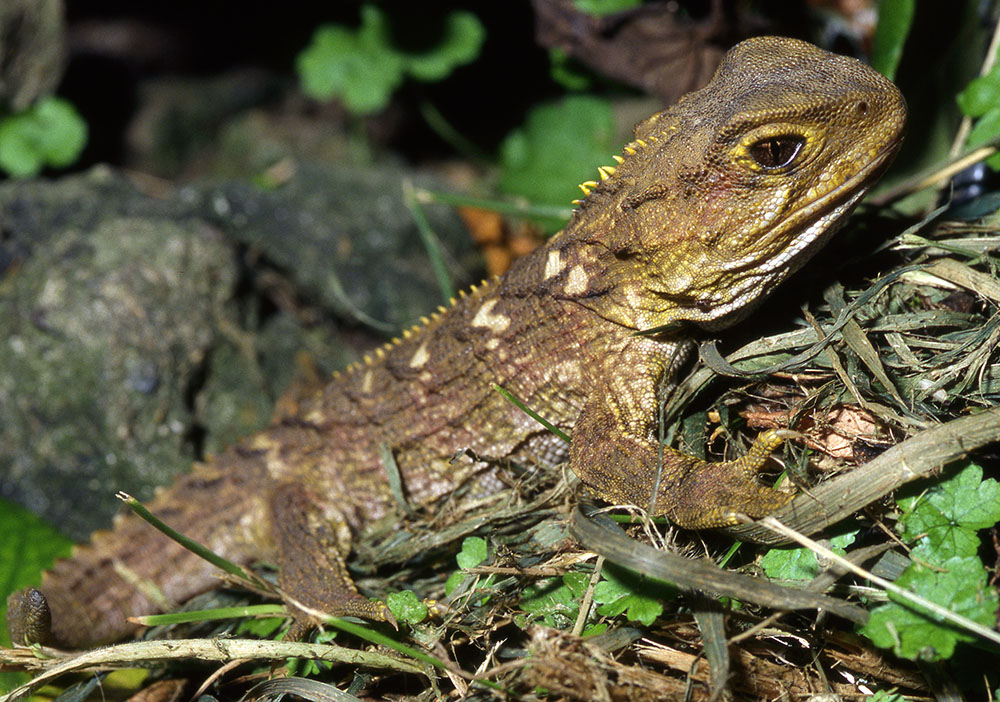 Tuatara