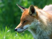 Cosa mangia la volpe? Volpe