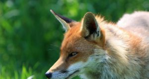 Cosa mangia la volpe? Volpe