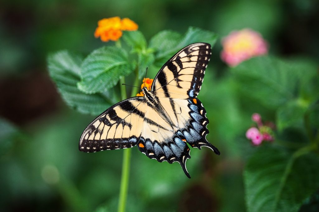 Farfalla - Papilio alexanor