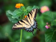 Lepidotteri Farfalla - Papilio alexanor