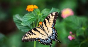 Lepidotteri Farfalla - Papilio alexanor