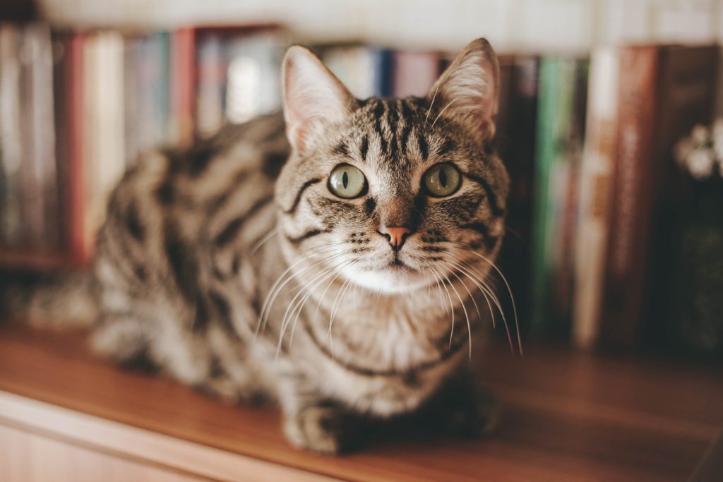Gatto