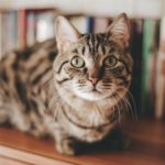 Gatto