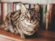 Le 10 cose che i gatti temono di più Gatto