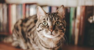 Le 10 cose che i gatti temono di più Gatto