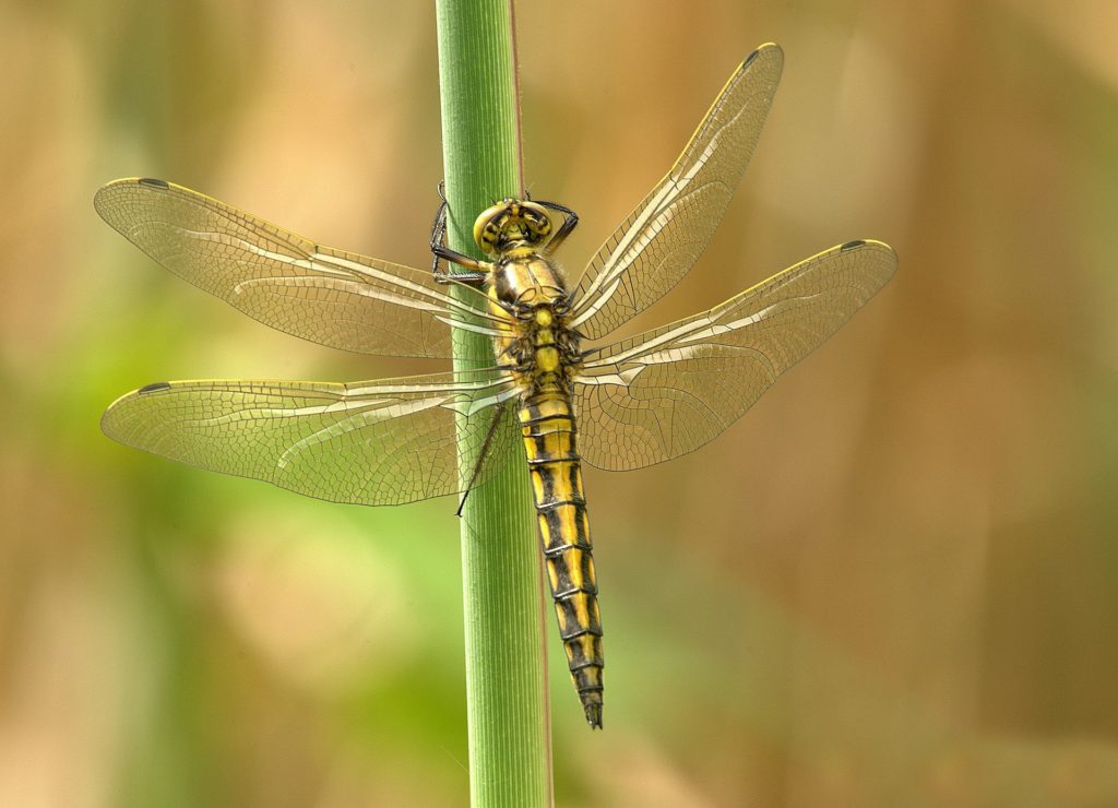 Libellula