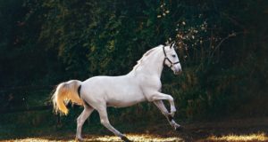 I 10 animali più belli del mondo Cavallo