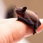 Pipistrello calabrone