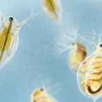 Protozoi