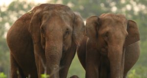 Elefante di Sumatra Elefante di sumatra