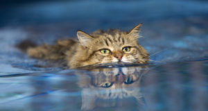 Tutti i gatti odiano l’acqua?