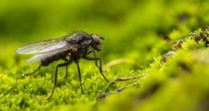 Gli insetti dormono? Le mosche dormono?