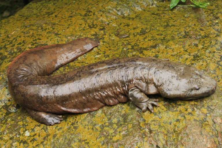 Salamandra gigante cinese