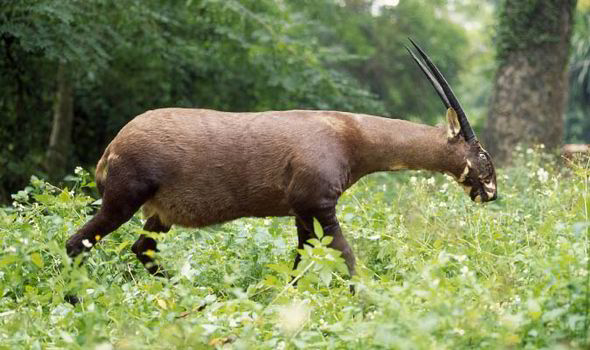 Saola