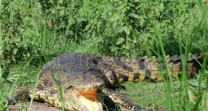 I coccodrilli hanno nemici naturali?