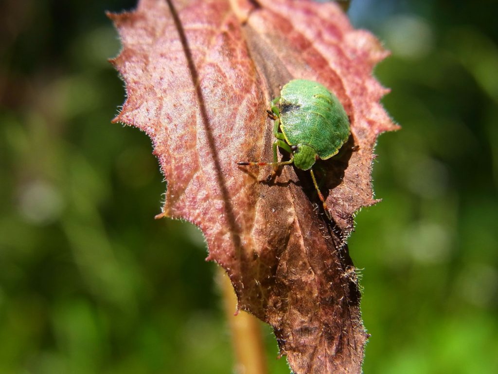 Cimice
