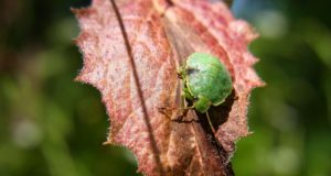 Cosa mangiano le cimici?