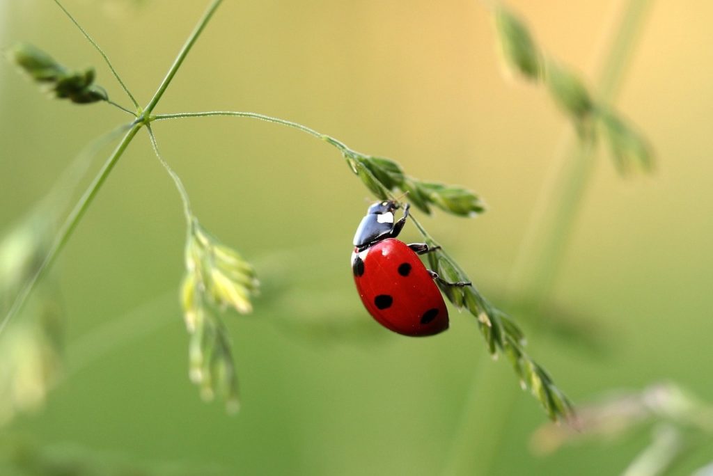 Coccinella