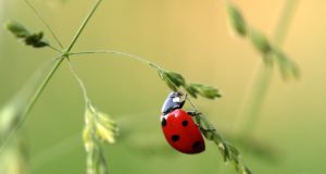 Cosa mangia la coccinella?