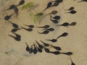 Cosa mangiano i girini? Girini