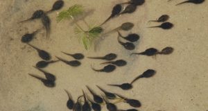 Cosa mangiano i girini? Girini