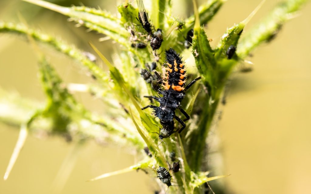 Larva di coccinella che mangia afidi