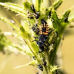 Larva di coccinella mentre mangia afidi