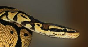 Animali che mangiano i serpenti Serpente